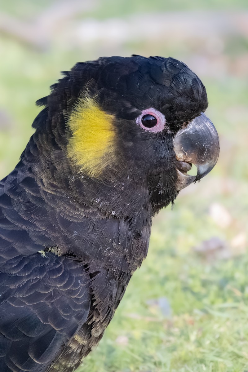 Yellow-tailed Black-Cockatoo - ML642209387