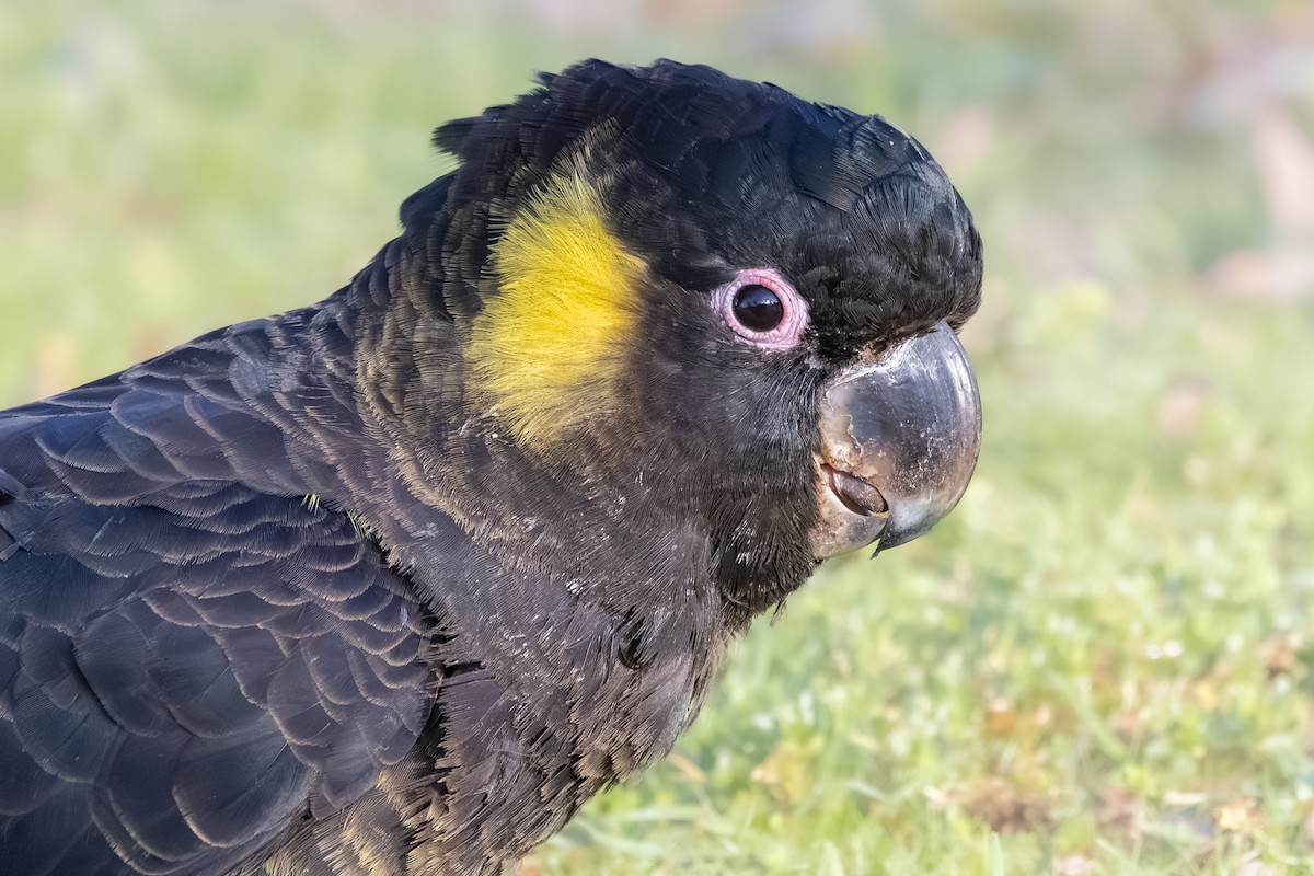 Yellow-tailed Black-Cockatoo - ML642209388