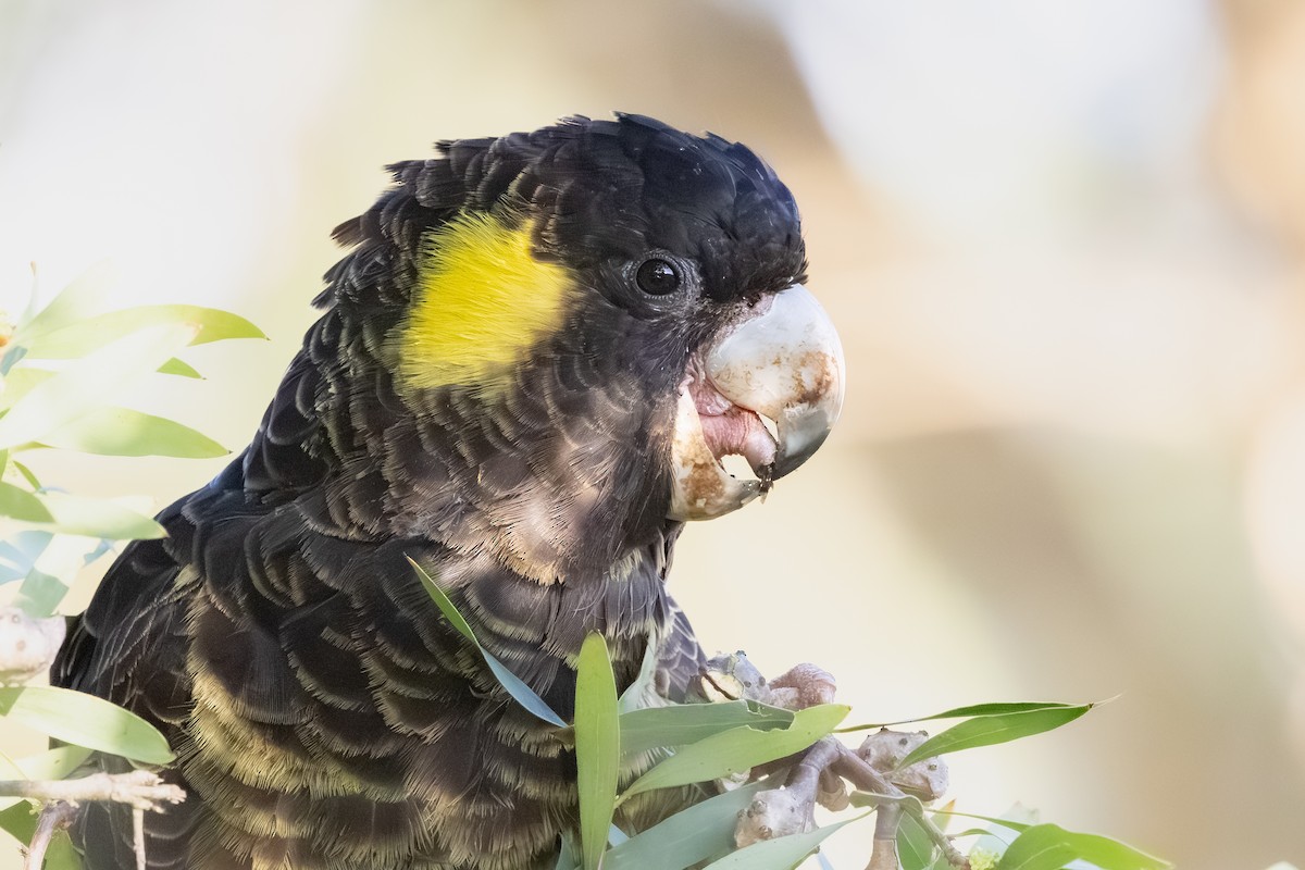 Yellow-tailed Black-Cockatoo - ML642209389
