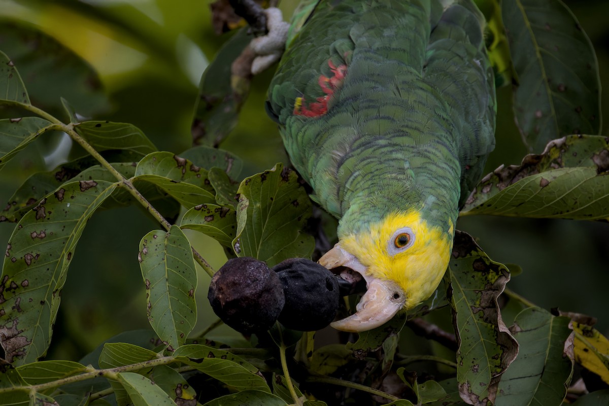 Yellow-headed Amazon - ML642209397