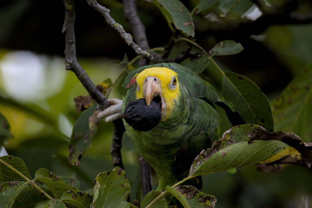Yellow-headed Amazon - ML642209398