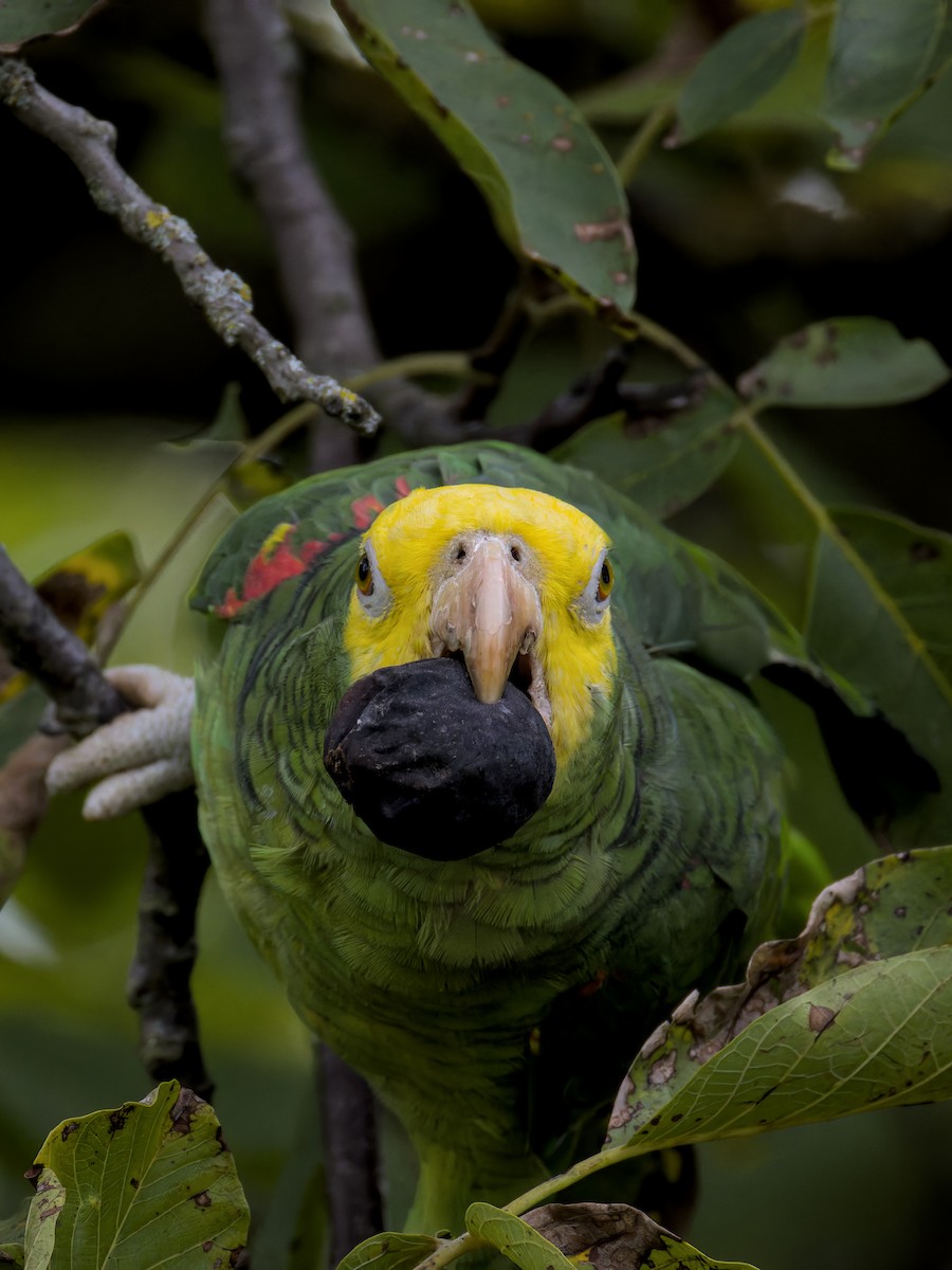 Yellow-headed Amazon - ML642209400