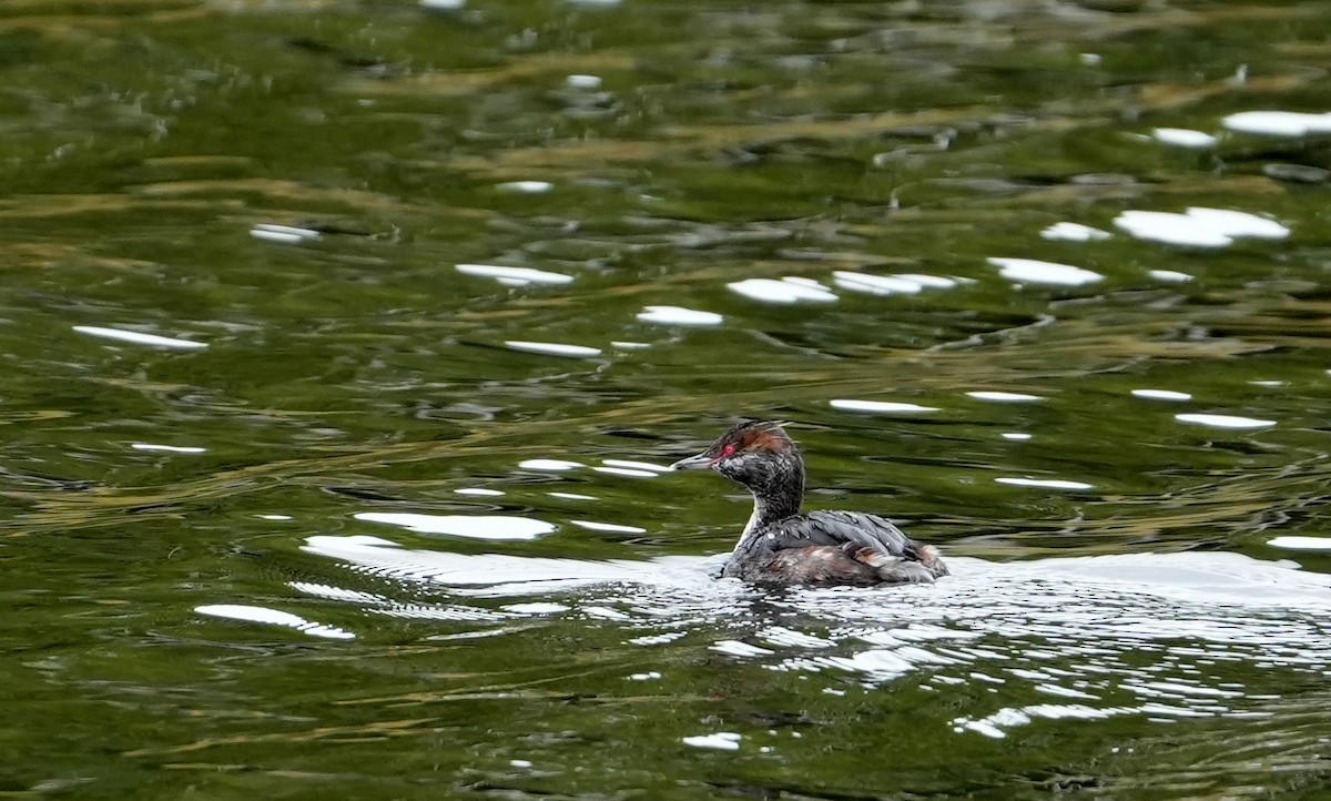 Horned Grebe - ML642209404