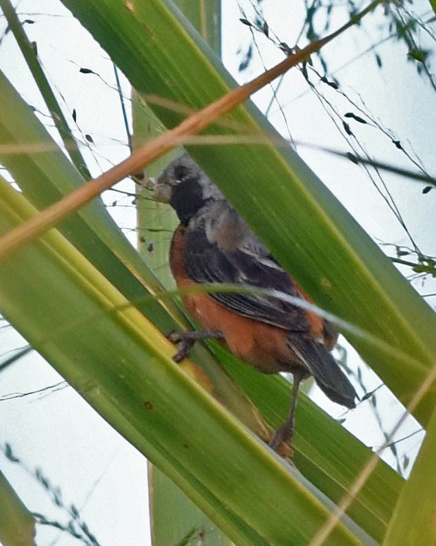 Dark-throated Seedeater - ML642209416