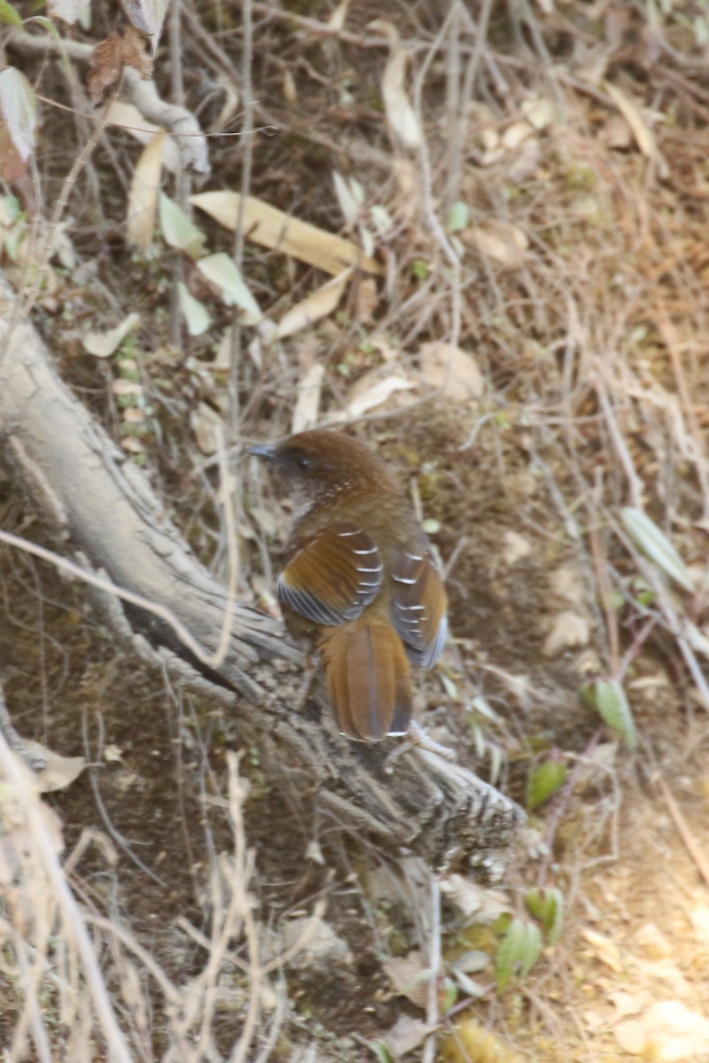 Brown-capped Laughingthrush - ML642209431