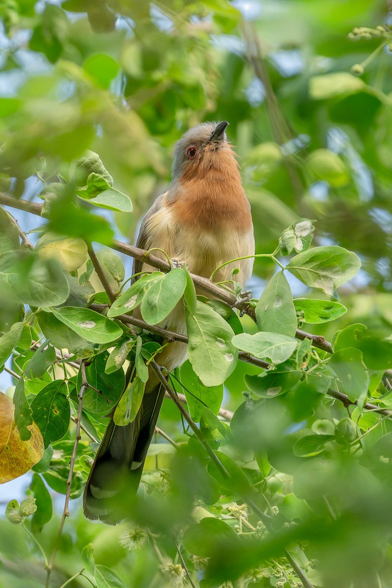 Dwarf Cuckoo - ML642209432