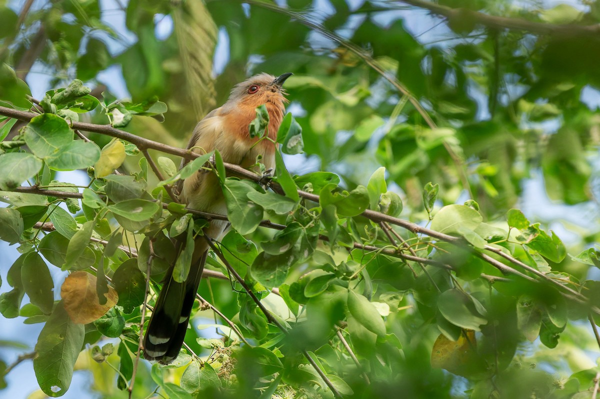 Dwarf Cuckoo - ML642209433
