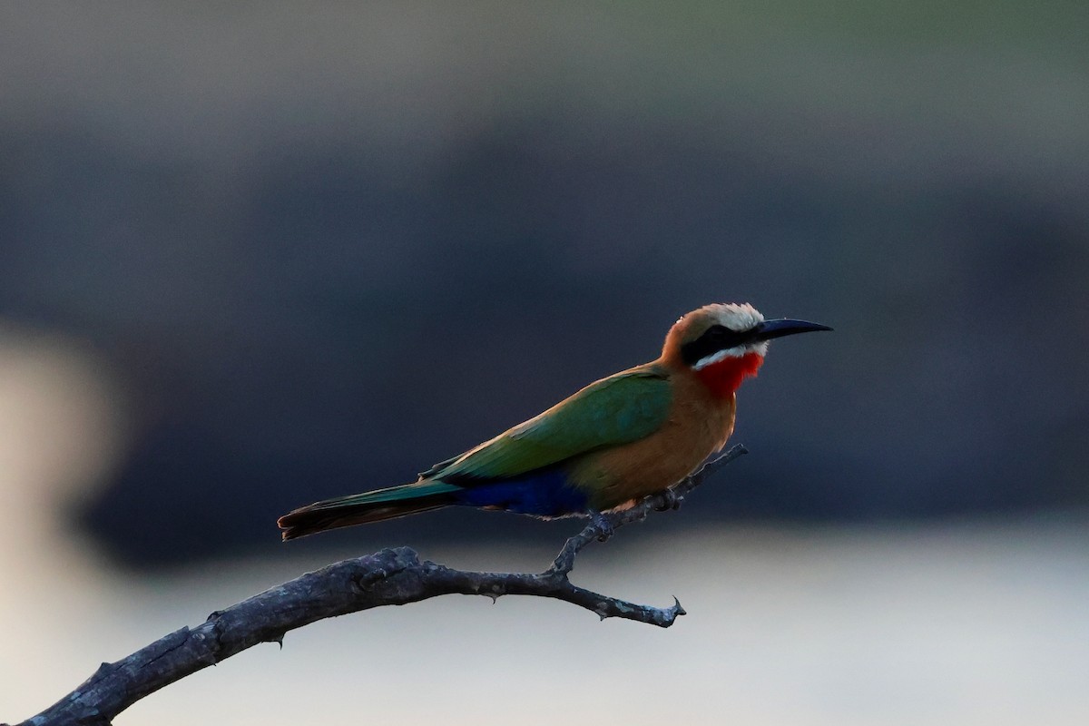White-fronted Bee-eater - ML642209437