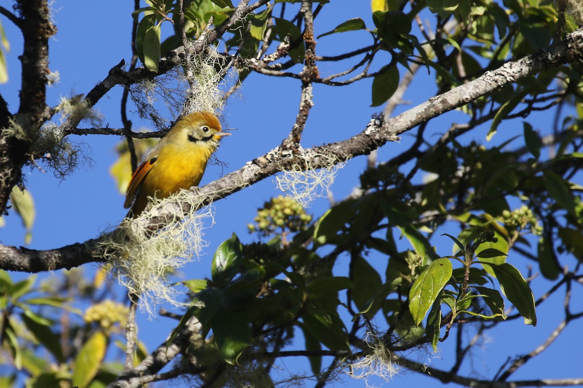 Chestnut-tailed Minla - ML642209438