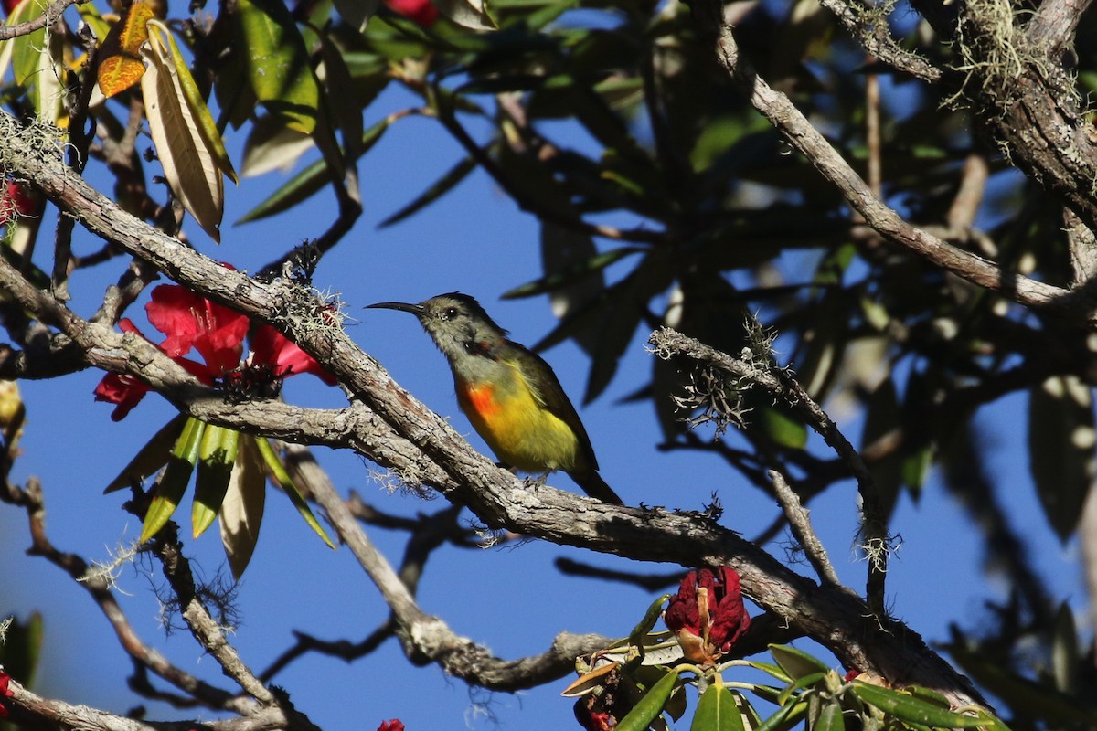 Fire-tailed Sunbird - ML642209442