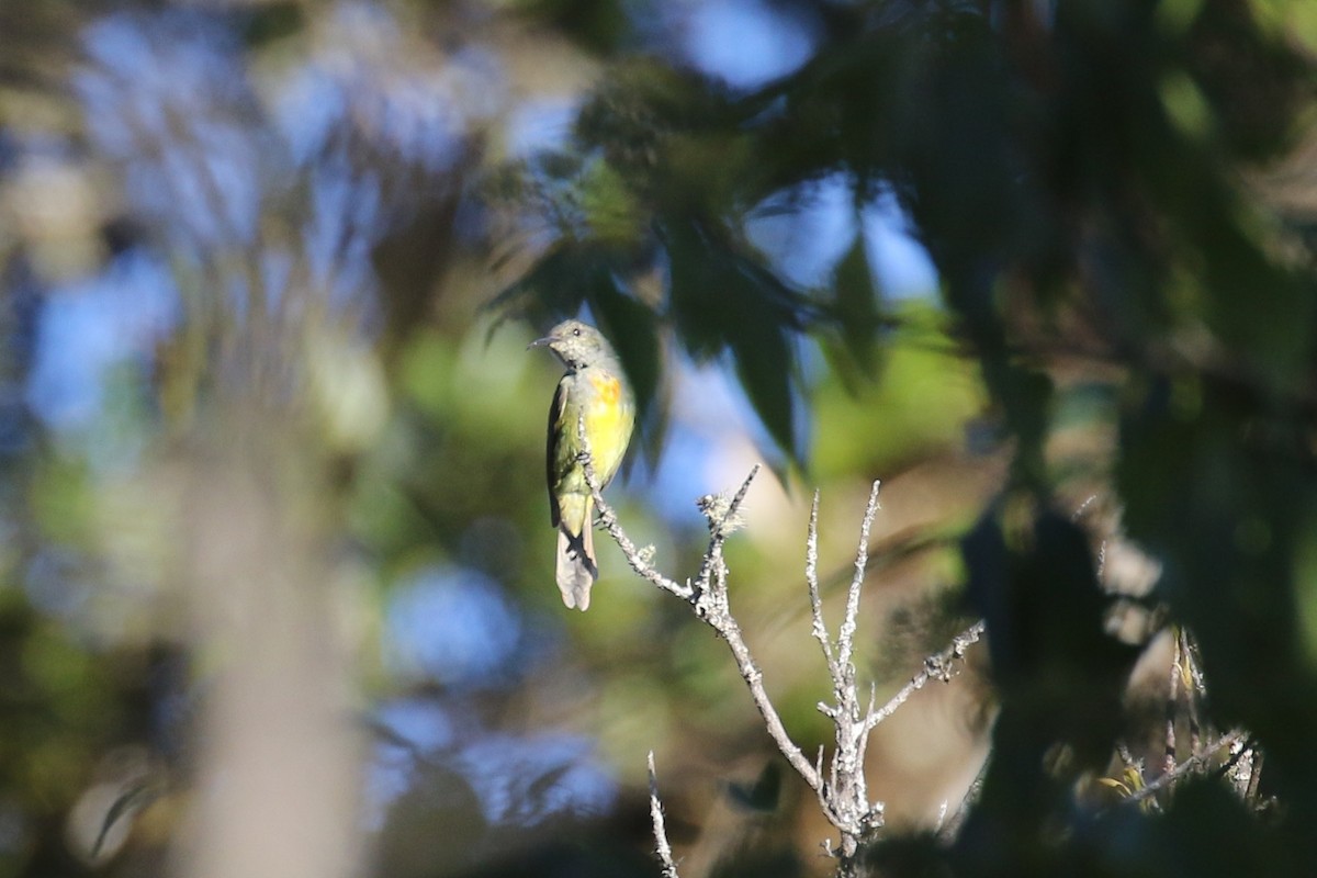 Fire-tailed Sunbird - ML642209446