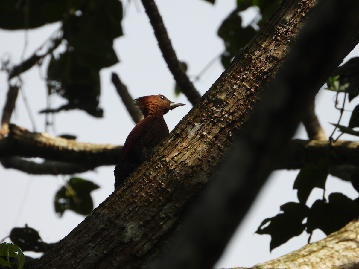 Banded Woodpecker - ML642209447