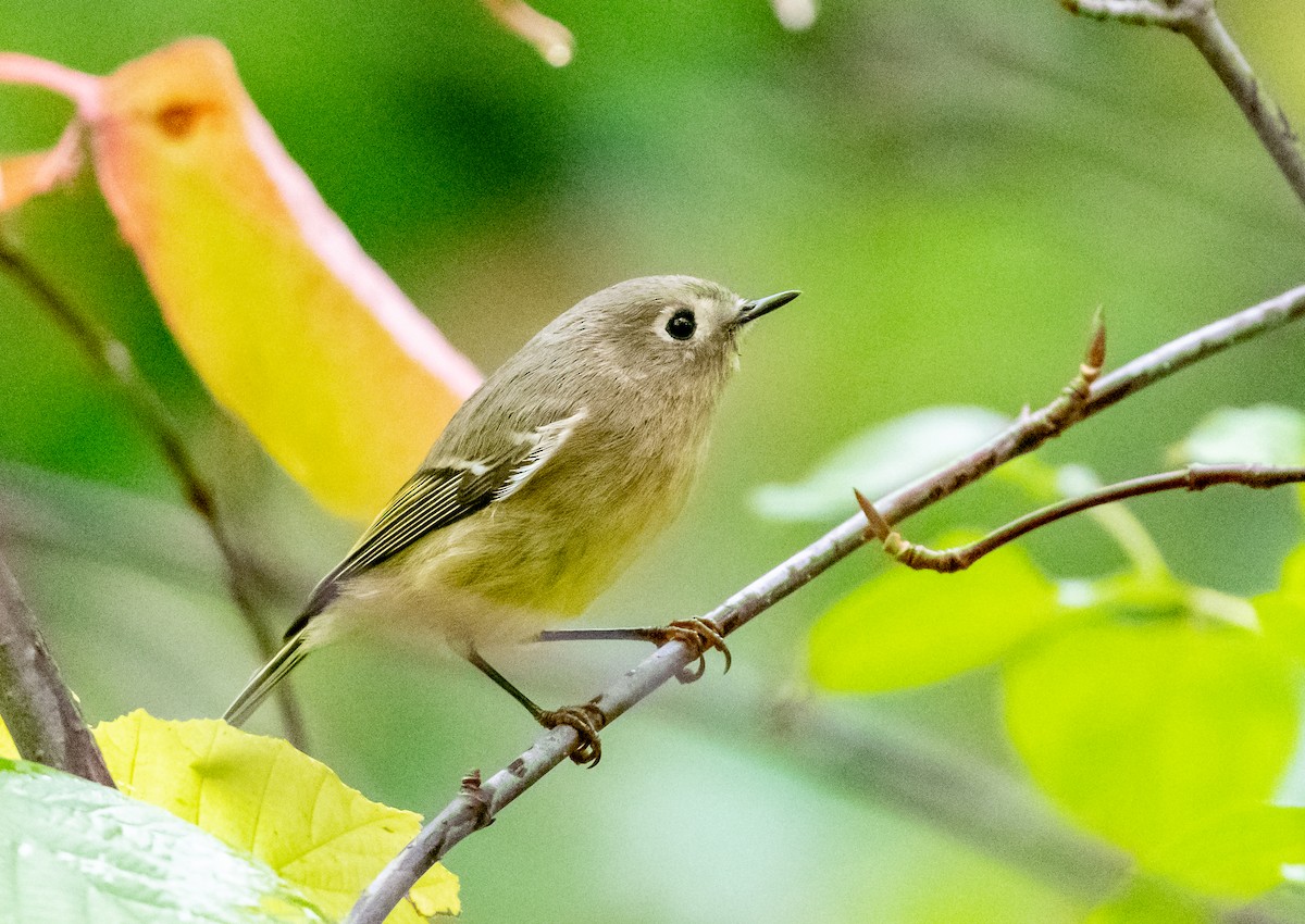 Rubingoldhähnchen - ML642209496