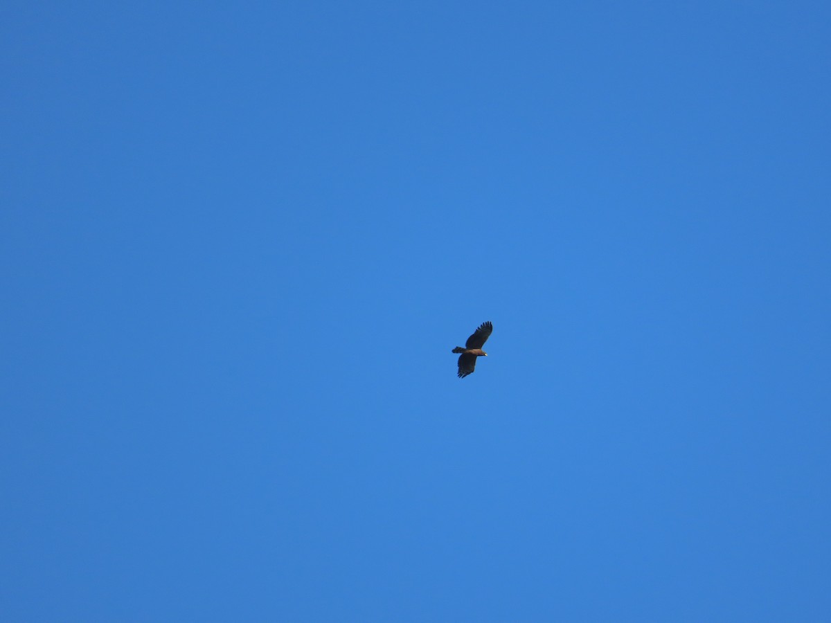 Haubenschlangenadler - ML642209497