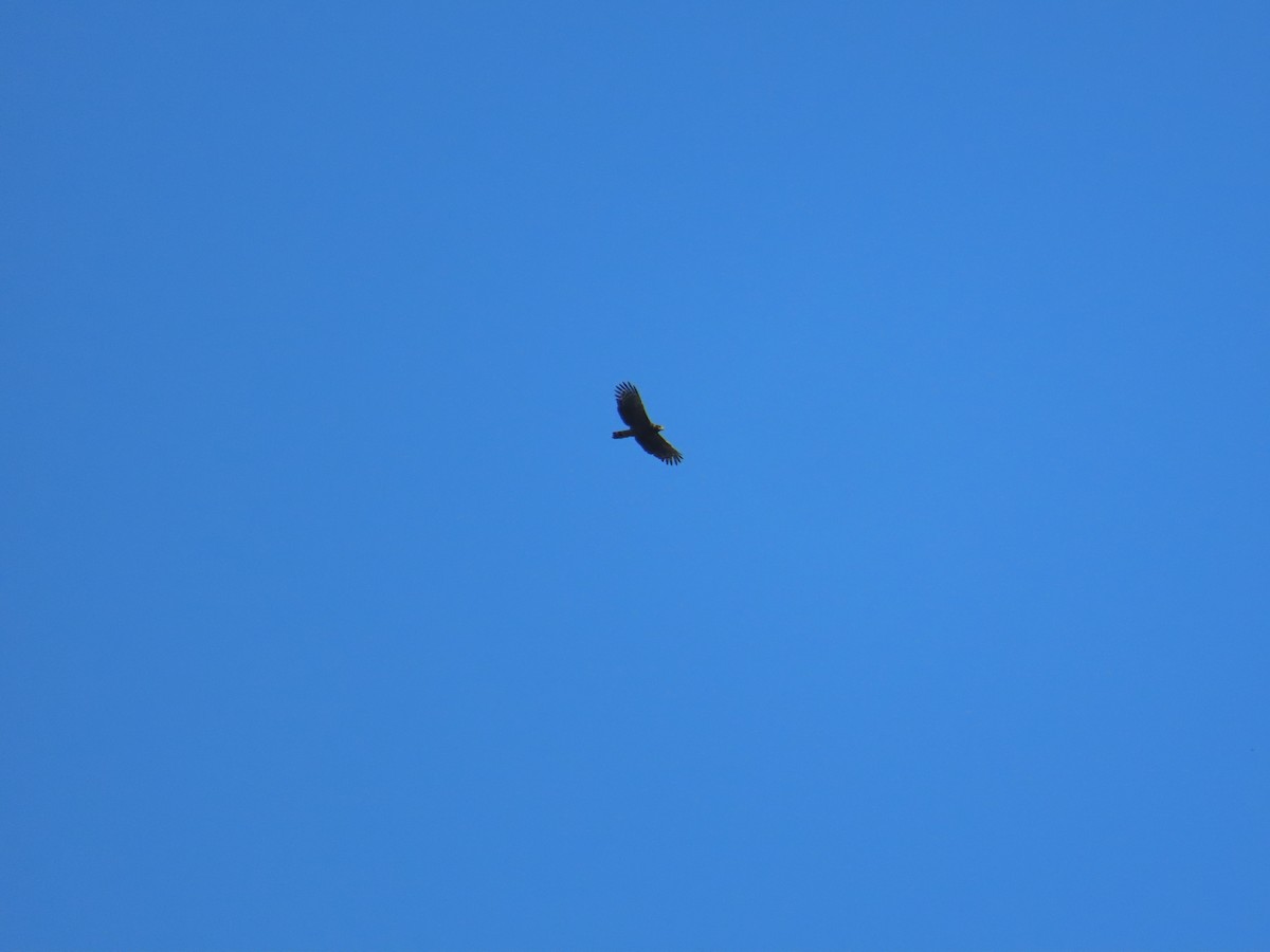 Haubenschlangenadler - ML642209498