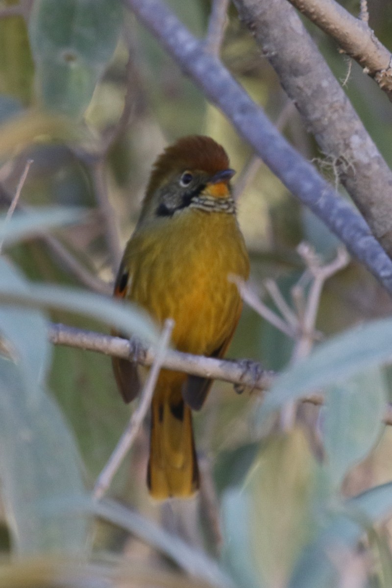 Chestnut-tailed Minla - ML642209504
