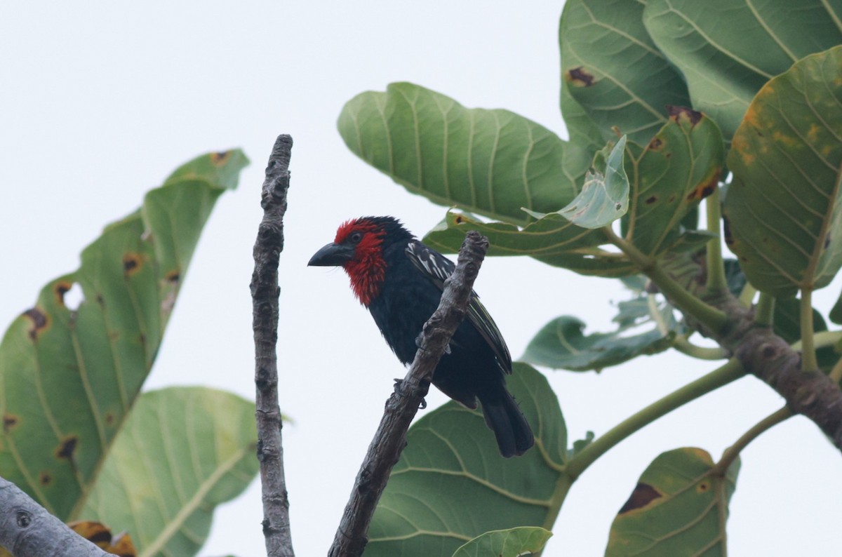 Black-billed Barbet - ML642209539