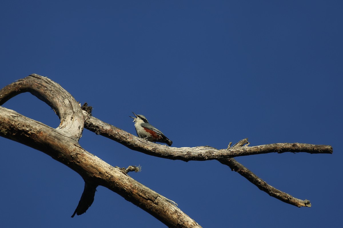 Chestnut-vented Nuthatch - ML642209550