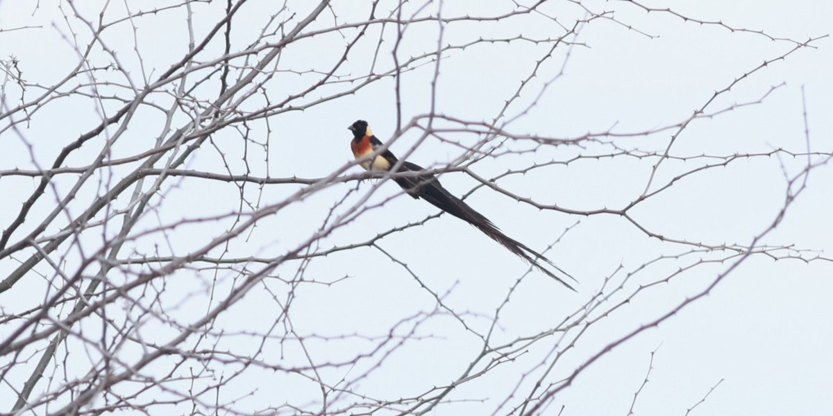 Eastern Paradise-Whydah - ML642209563