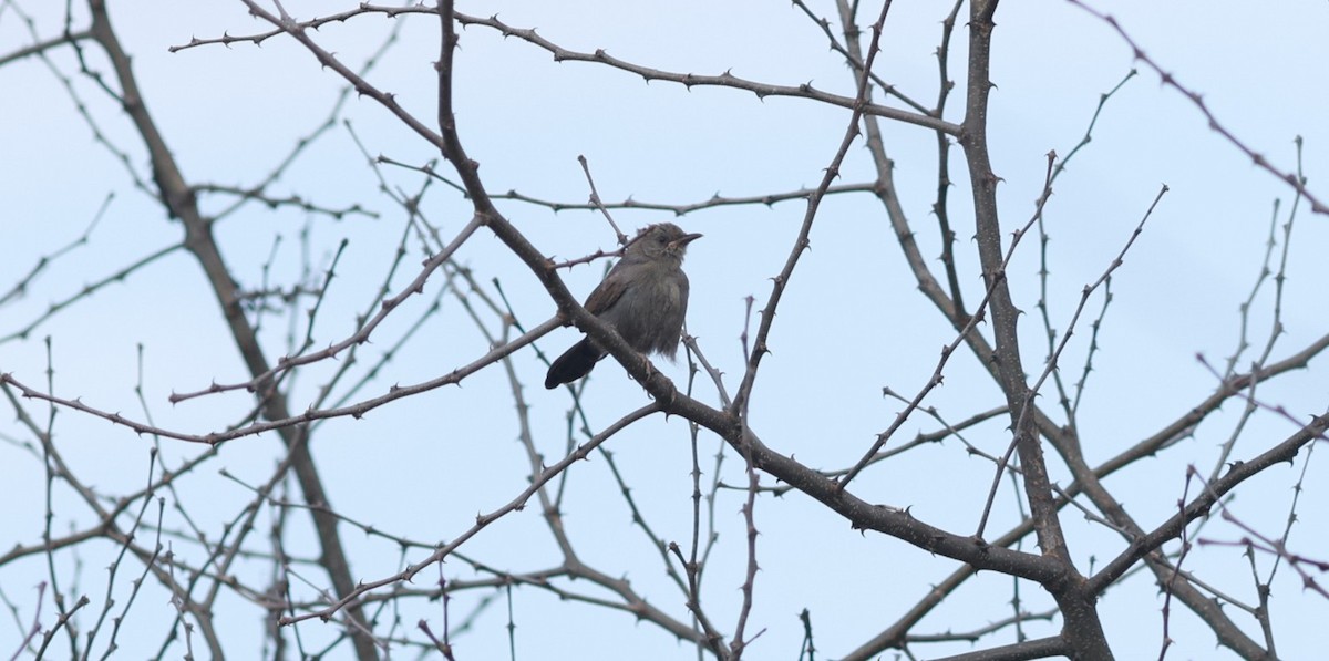 Gray Wren-Warbler - ML642209587