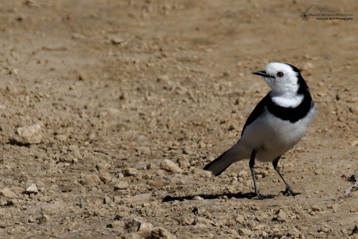 White-fronted Chat - ML642209588