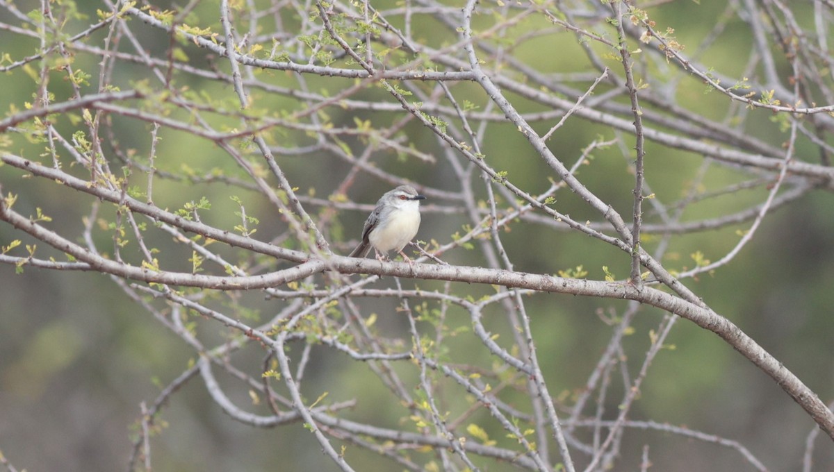 Pale Prinia - ML642209592
