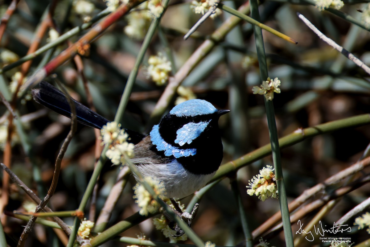 Superb Fairywren - ML642209595