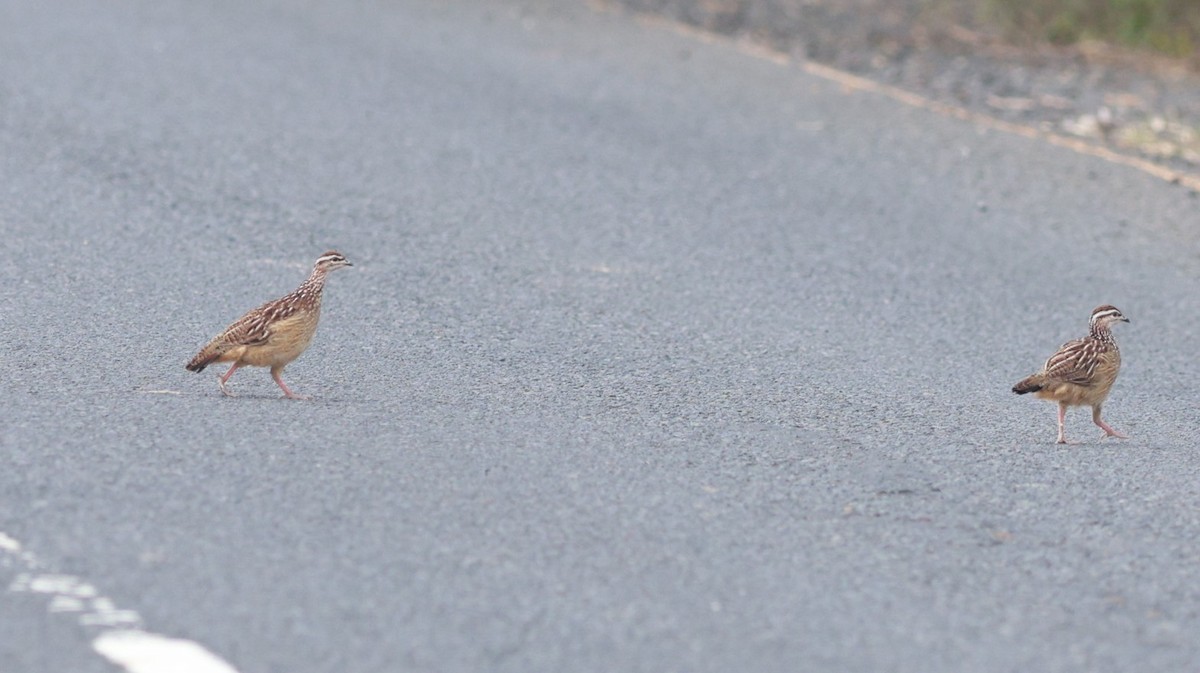 Crested Francolin (Crested) - ML642209651