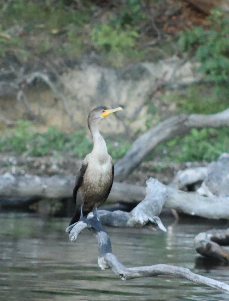 Cormorán Orejudo - ML642209652
