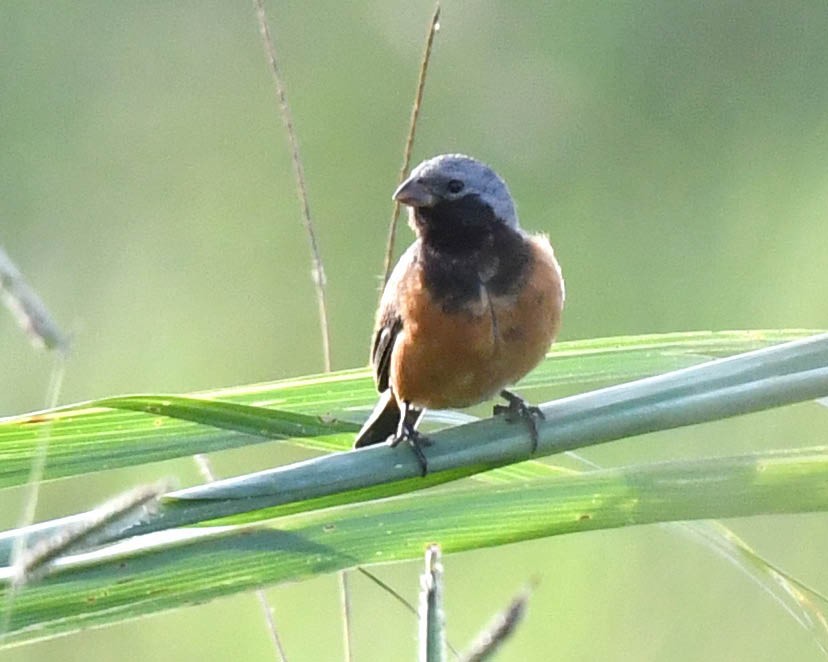 Dark-throated Seedeater - ML642209655