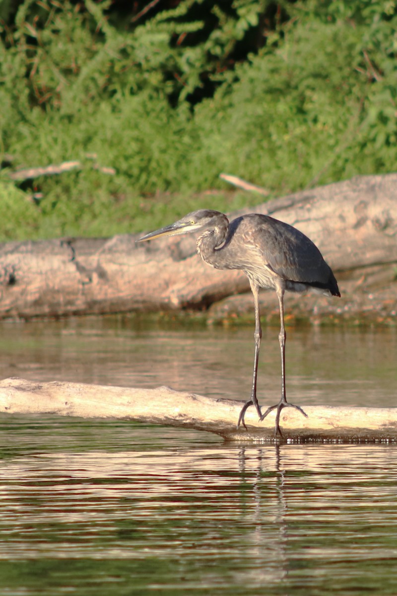 Garza Azulada - ML642209659