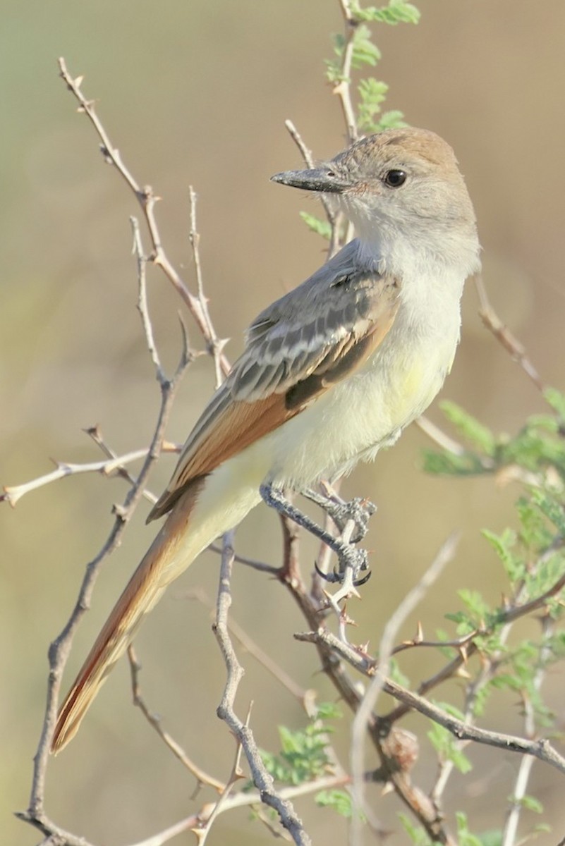 Ash-throated Flycatcher - ML642209663