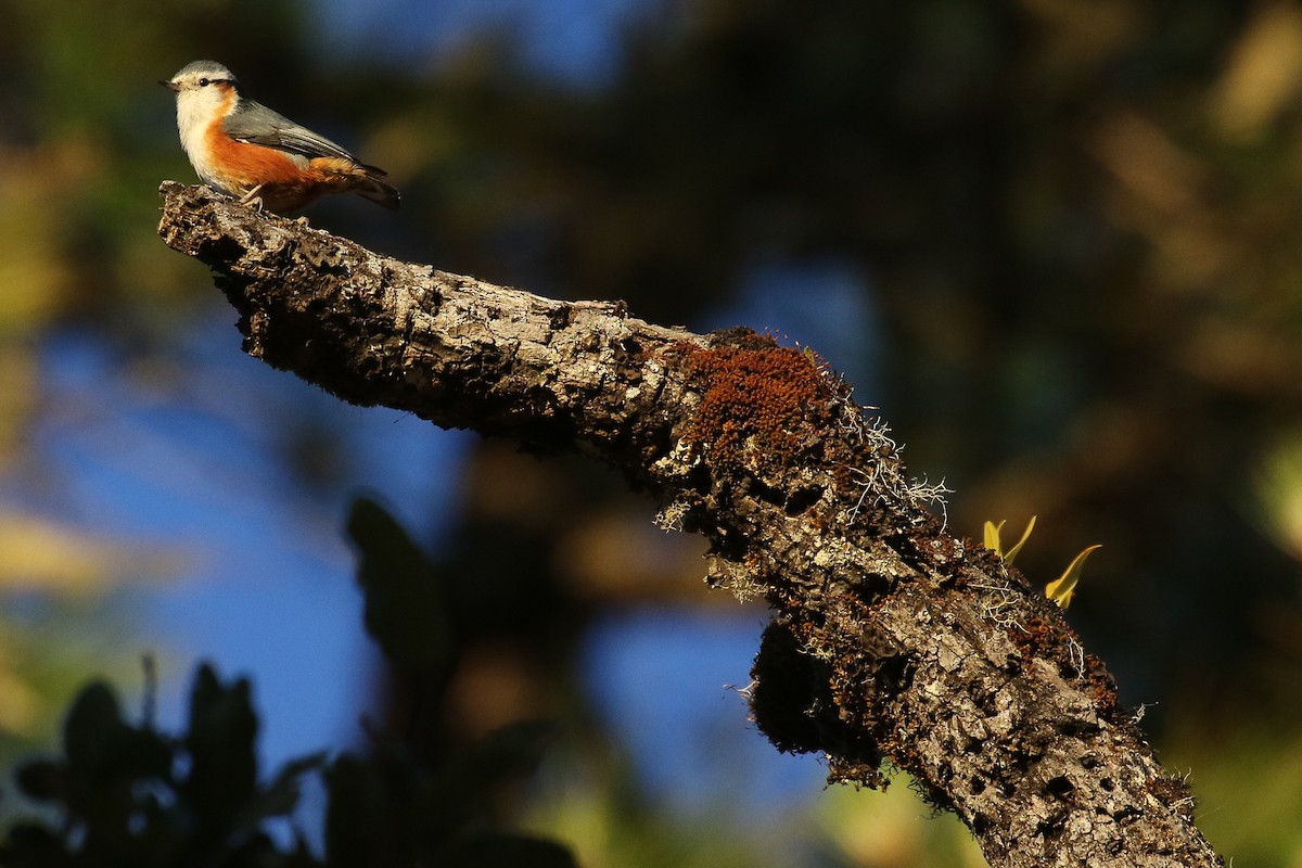 White-browed Nuthatch - ML642209668