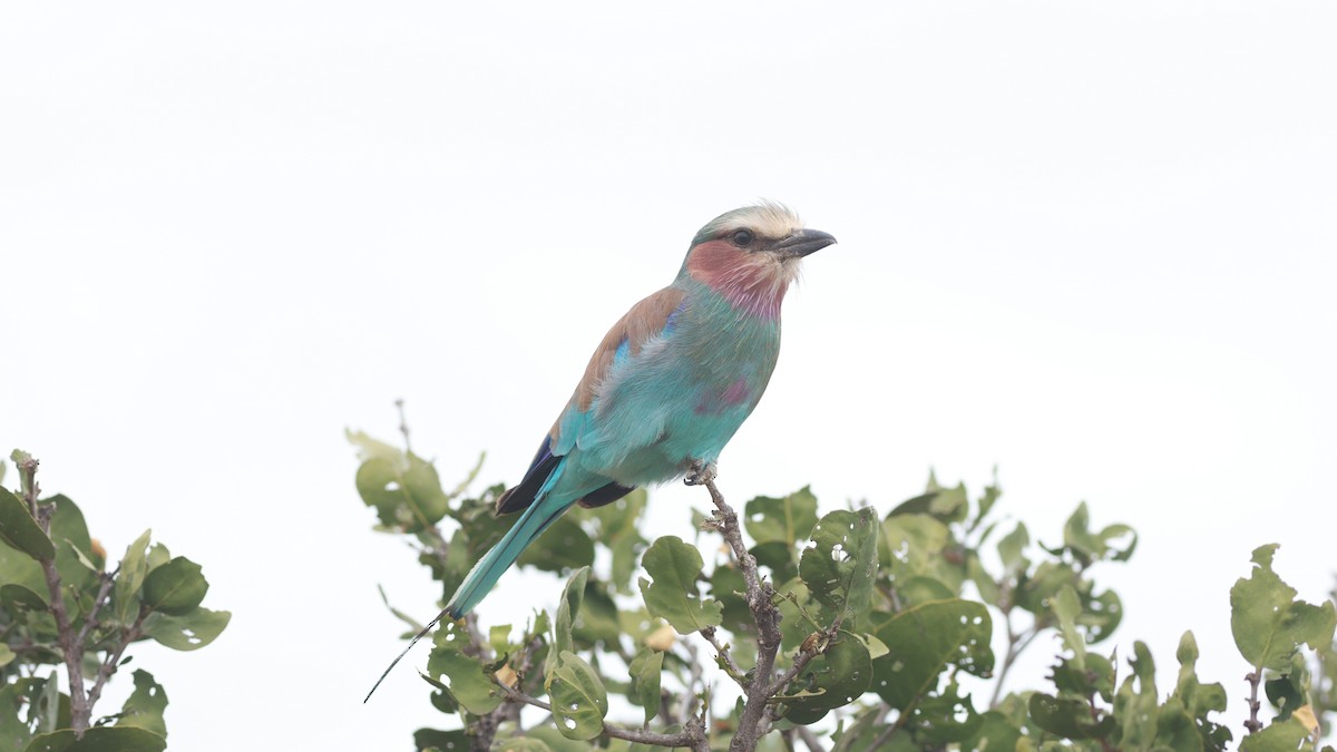Lilac-breasted Roller (Blue-breasted) - ML642209708