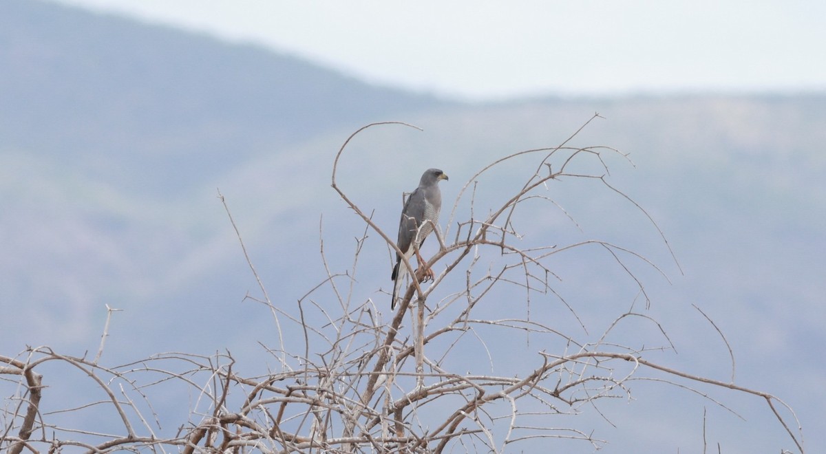Eastern Chanting-Goshawk - ML642209717
