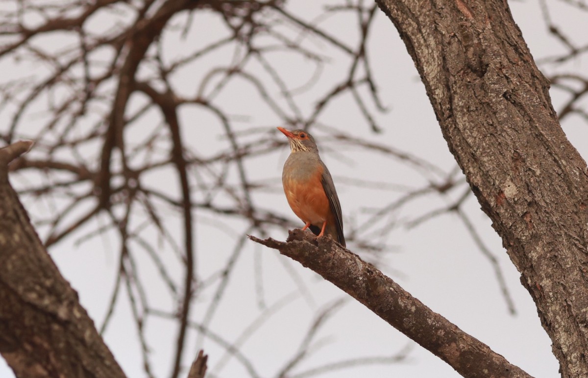 African Bare-eyed Thrush - ML642209772