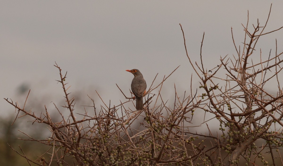 African Bare-eyed Thrush - ML642209778