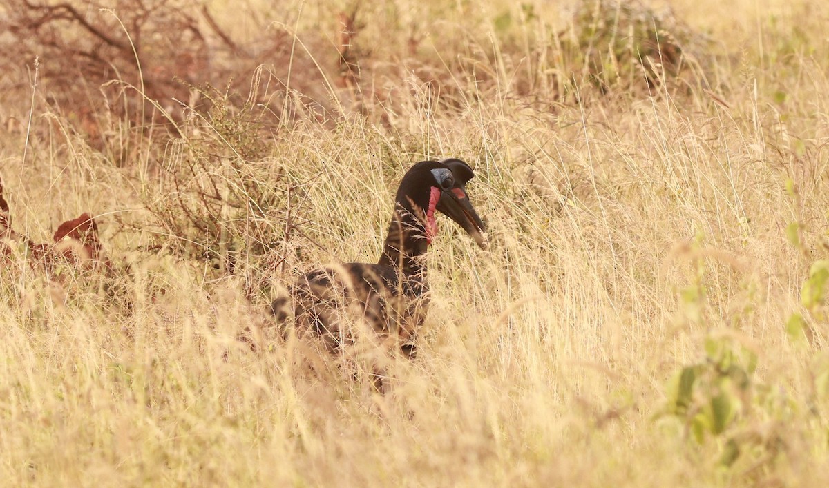 Abyssinian Ground-Hornbill - ML642209785