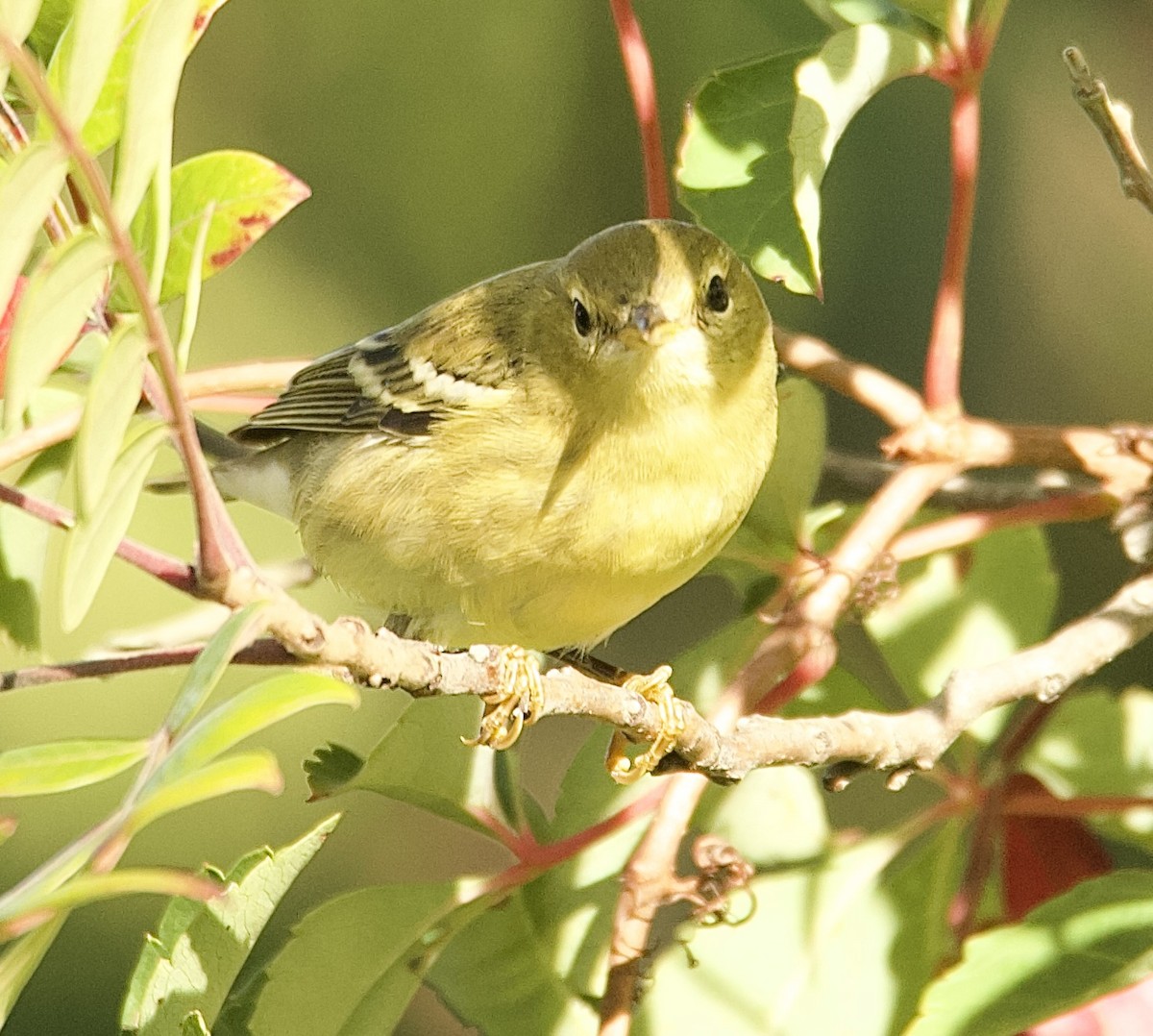Paruline rayée - ML642209787