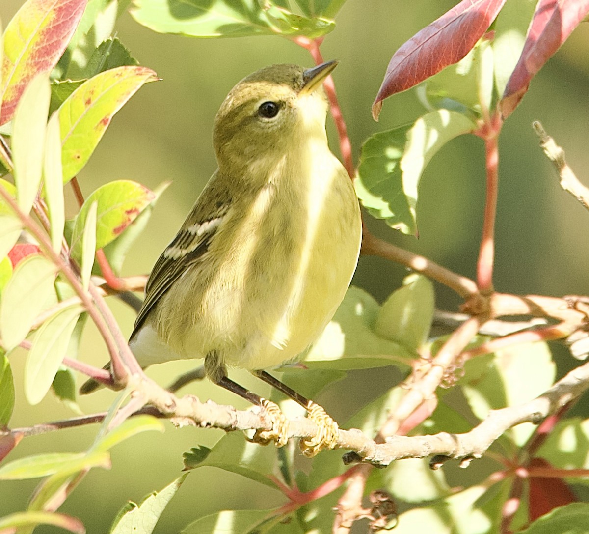 Paruline rayée - ML642209789