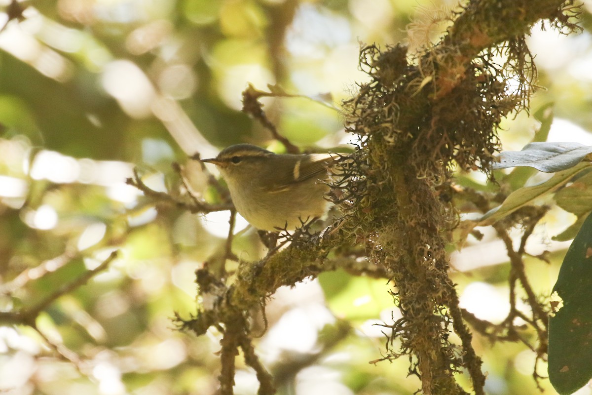 Buff-barred Warbler - ML642209793