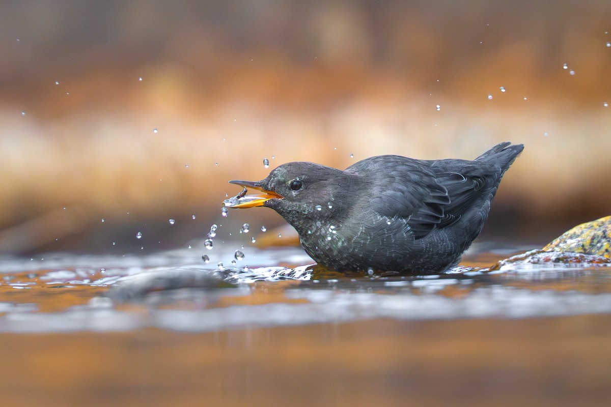 אמודאי אמריקני - ML642209802