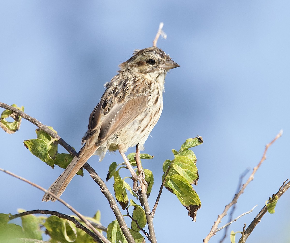 Song Sparrow (melodia/atlantica) - ML642209836