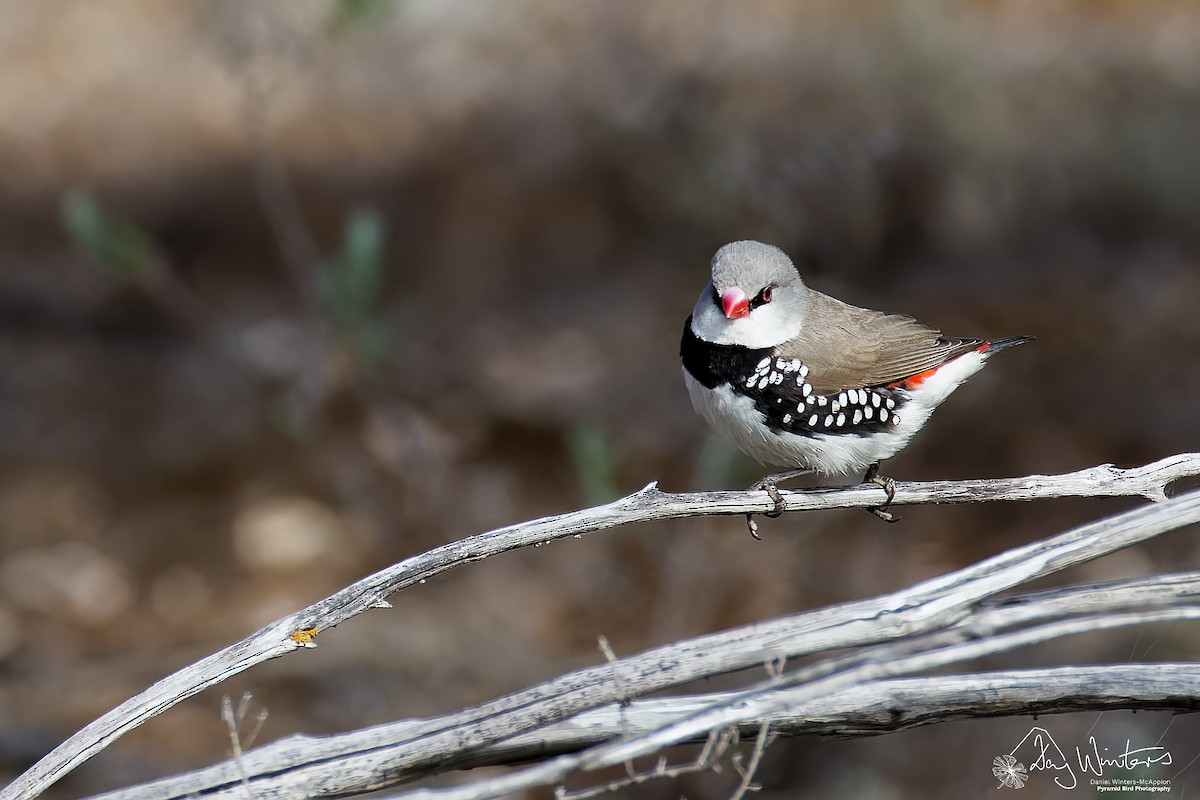 Diamond Firetail - ML642209842