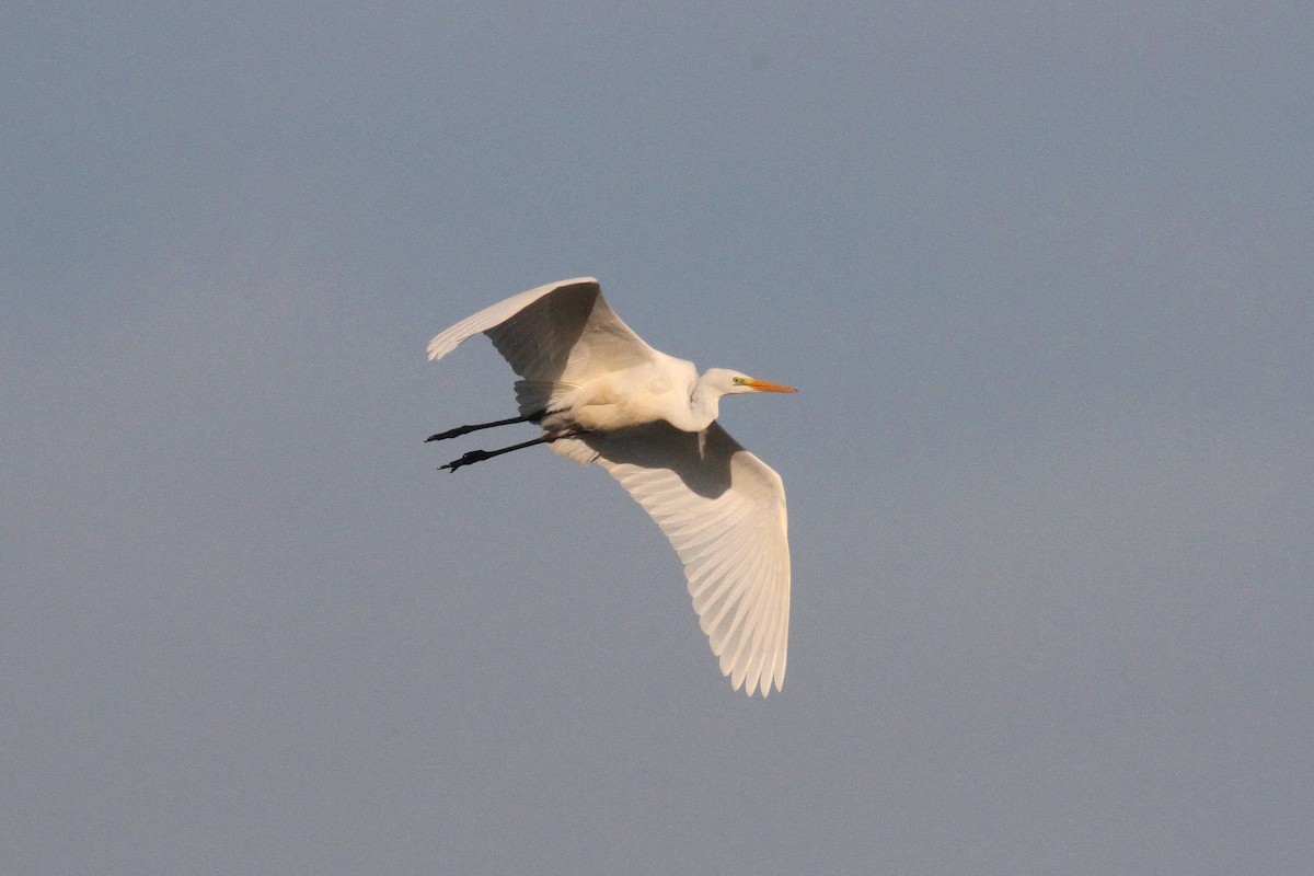 Great Egret - ML642209846