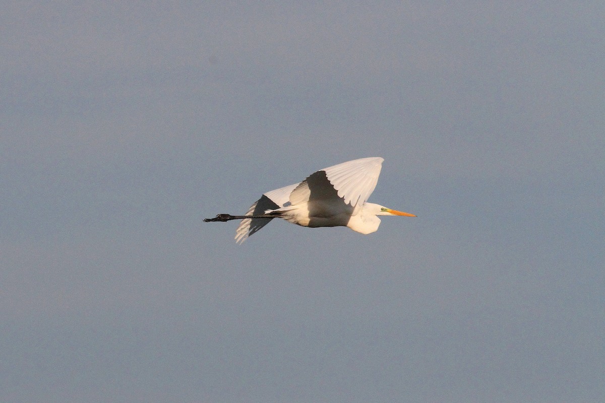 Great Egret - ML642209847
