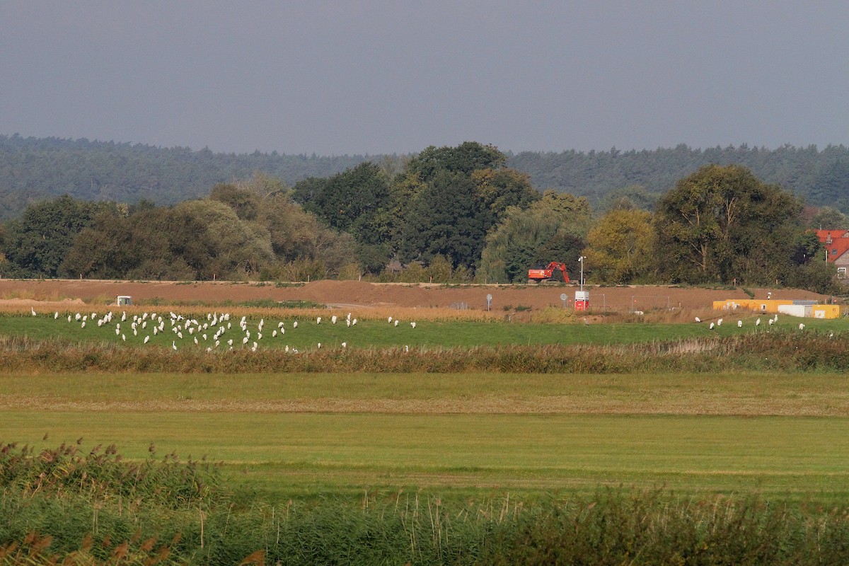 Great Egret - ML642209848