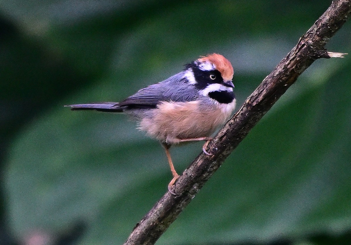 Black-throated Tit - ML642209849