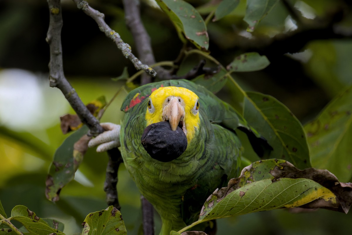 Yellow-headed Amazon - ML642209863
