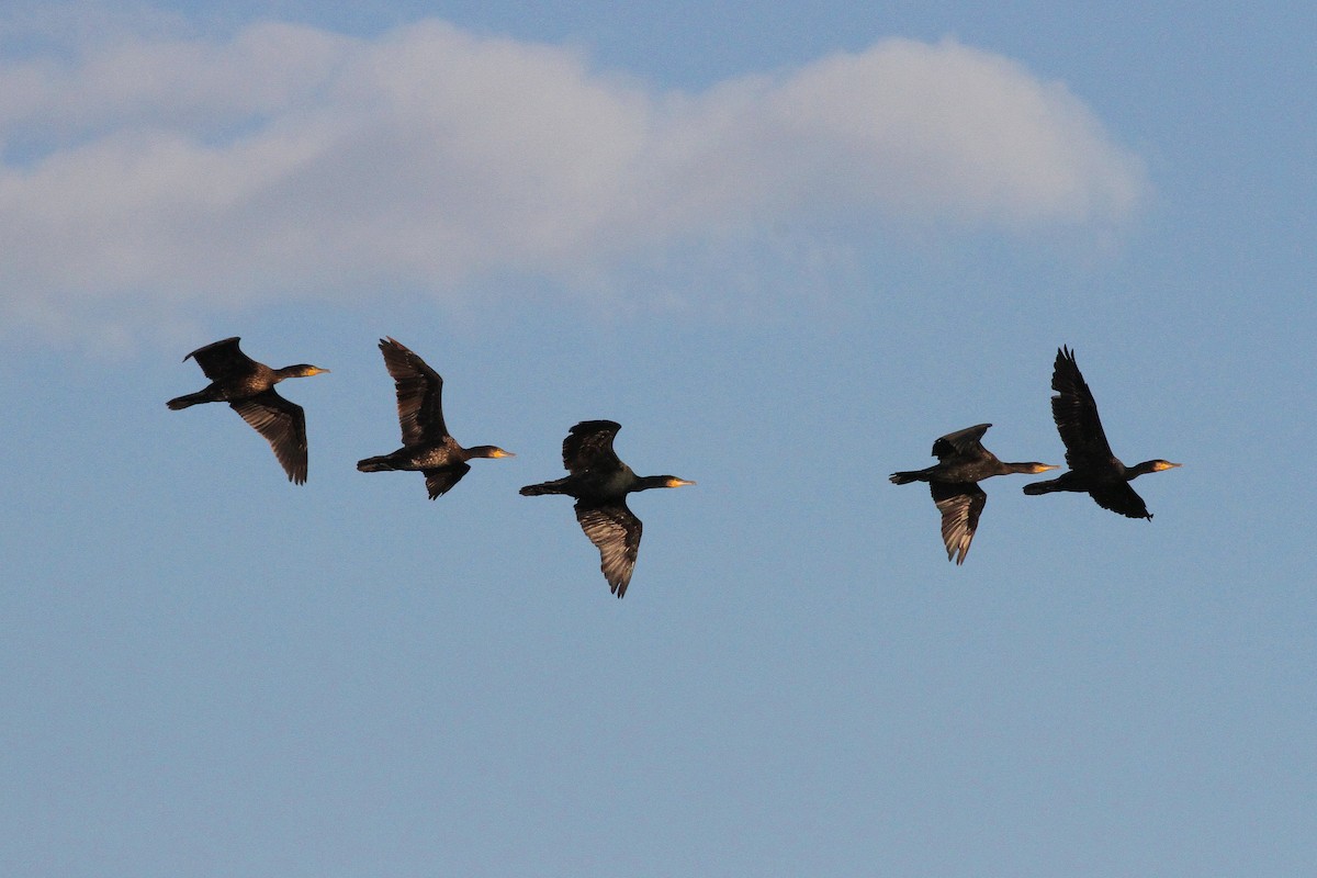 Great Cormorant - ML642209865
